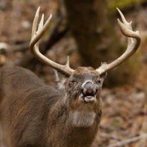 Meet your Posher, William